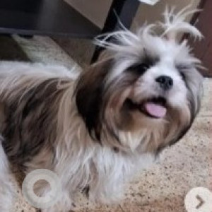 Found: Black and White Female Shih Tzu Dog from Nithya Garments Nagarbhavi Summanahalli