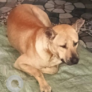Missing: Brown Male Indie Dog from 16th Main, Indiranagar-2