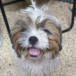 Missing: White-Brown Mix Male Shih Tzu Dog from Nithya Garments Nagarbhavi Summanahalli