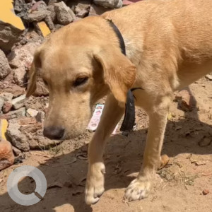 Found: Golden Male Labrador Dog from Gerugambakkam near VGN Apartment