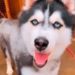 Missing: White and Grey Female Husky Dog from Malleswaram muneshwara block