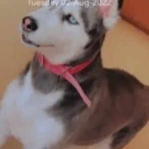 Missing: White and Grey Female Husky Dog from Malleswaram muneshwara block-2