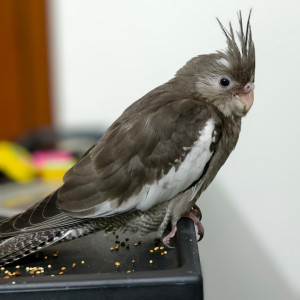 Missing: Grey Male Cockateil Bird from Doddabidirakalu, Nagasandra-4