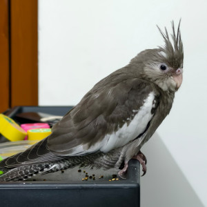Missing: Grey Male Cockateil Bird from Doddabidirakalu, Nagasandra-2