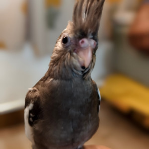 Missing: Grey Male Cockateil Bird from Doddabidirakalu, Nagasandra