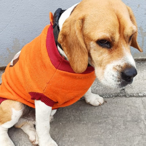 Missing: White-Brown Mix Male Beagle Dog from Dehradun