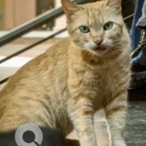 Missing: White-Brown Mix Female Indie Cat from Benson town, Khadria masjid