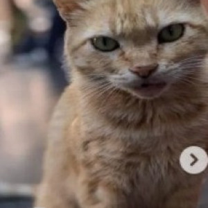 Missing: White-Brown Mix Female Indie Cat from Benson town, Khadria masjid-2