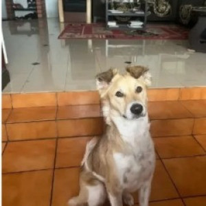 Missing: White-Brown Mix Female Indie Dog from Sanjaynagar-2