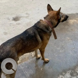 Found: Black and Brown Male German Shepherd Dog from Kullappa circle near Priyardarshini school-2