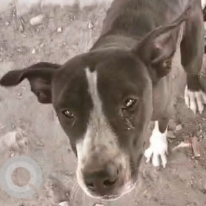 Missing: White and Grey Female Pitbull mix Dog from Sector 94, Noida