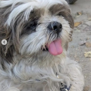 Found: White-Brown Mix Female Shih Tzu Dog from HSR Layout near Agara Flyover-3
