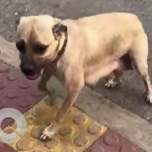 Found: Black and Brown Female Indie Dog from Lohegaon