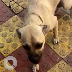 Found: Black and Brown Female Indie Dog from Lohegaon-2