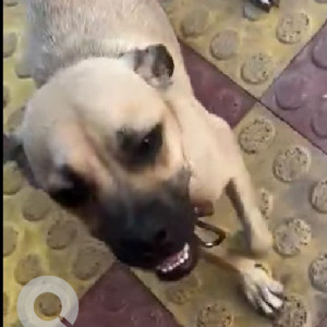 Found: Black and Brown Female Indie Dog from Lohegaon-3