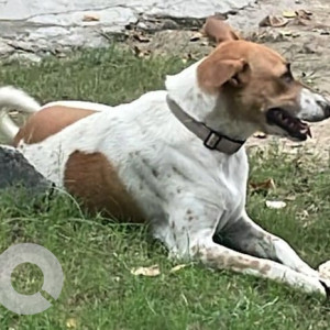 Missing: White-Brown Mix Male Indie Dog from Sector 92 Noida
