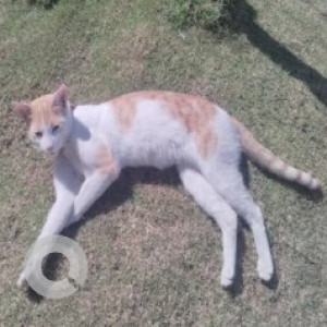 Found: White-Brown Mix Male Indie Cat from SLV magnum apartment, Manjunath layout