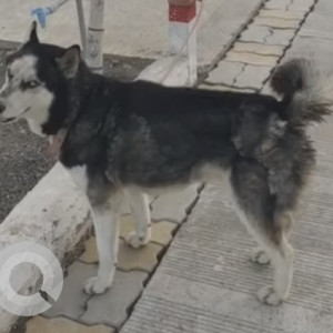 Found: Black and White Male Husky Dog from Lonikand area