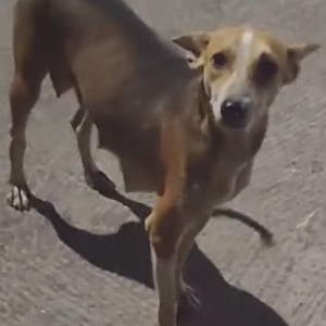 Missing: Black and Brown Female Indie Dog from Sunil Nagar, Dombivali East