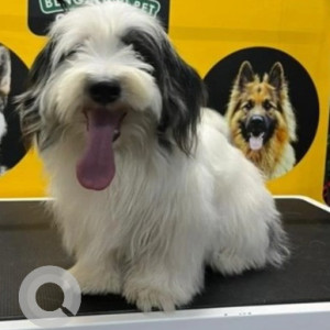 Missing: Black and White Male Shih Tzu and Spitz mix Dog from BEML Hospital,  Dr. Puneeth Rajkumar circle-2