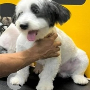 Missing: Black and White Male Shih Tzu and Spitz mix Dog from BEML Hospital,  Dr. Puneeth Rajkumar circle-3