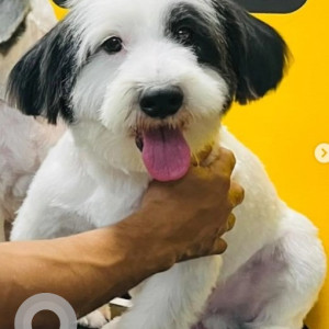 Missing: Black and White Male Shih Tzu and Spitz mix Dog from BEML Hospital,  Dr. Puneeth Rajkumar circle