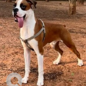 Missing: White-Brown Mix Male Boxer Dog from Reva Pu College-2