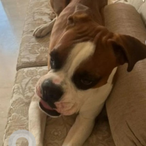 Missing: White-Brown Mix Male Boxer Dog from Reva Pu College-3