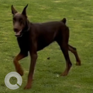 Missing: Black and Brown Female Doberman Dog from Gulakamale Lake