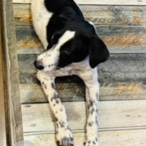 Missing: Black and White Female Indie Dog from Christ university, Dairy circle-3