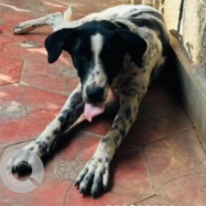 Missing: Black and White Female Indie Dog from Christ university, Dairy circle-2