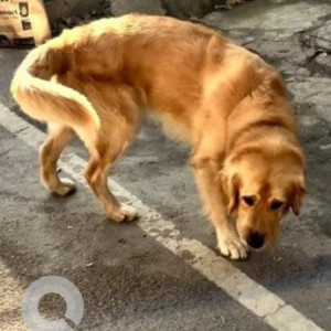 Found: Brown Male Golden Retriever Dog from 31, 7th cross, AECS Layout, RMV 2nd, Sanjaynagar-2