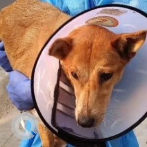 Missing: Brown Female Indie Dog from Bilwaradahalli, Bannerghatta Road-2