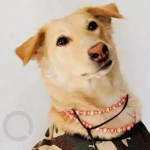Missing: White-Brown Mix Female Indie Dog from Amrapali Dream Valley, Greater Noida West
