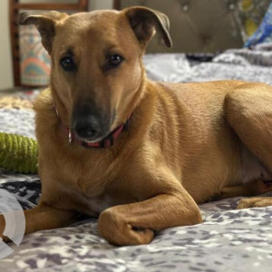 Missing: Brown Male Indie Dog from Icon Valley, next to Amrapali Leisure Valley,  Techzone-IV, Greater Noida