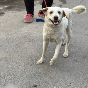Found: White Male Indie Dog from Sector 37, Mother Dairy area