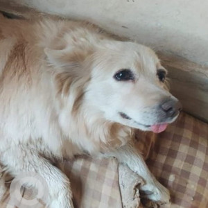 Missing: White-Brown Mix Female Pomeranian Dog from Chesaire home road, Bariatu