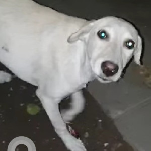Found: White Female Indie Dog from Nyati evolve BG shirke Road, mundhwa Magarpatta Road