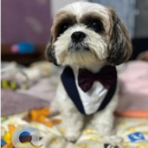 Missing: White-Brown Mix Male Shih Tzu Dog from Jayanagar 9th Block near Shakti Medicals