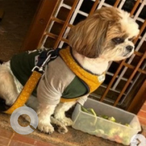 Missing: White-Brown Mix Male Shih Tzu Dog from Jayanagar 9th Block near Shakti Medicals-2