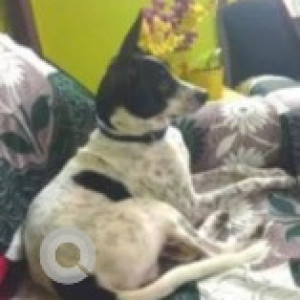 Missing: Black and White Male Indie Dog from Anna Nagger East,  Boughanvilla park-2