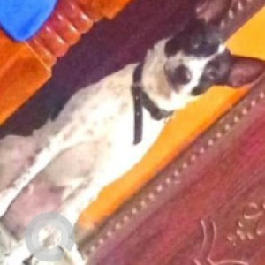 Missing: Black and White Male Indie Dog from Anna Nagger East,  Boughanvilla park-3