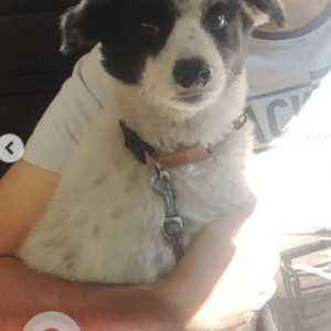 Missing: Black and White Male Indie Dog from Kasturi Nagar near Gk Stores, 5th Cross-2