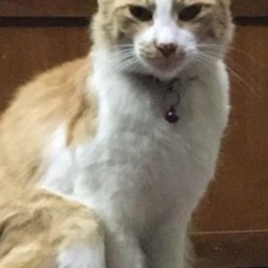 Missing: White-Brown Mix Male Indie Cat from Babusabpalya, Banaswadi near Canopy Apartments-2