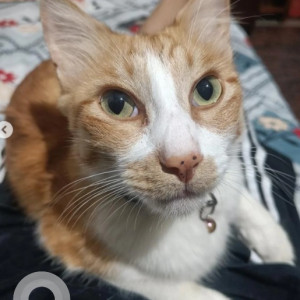 Missing: White-Brown Mix Male Indie Cat from Babusabpalya, Banaswadi near Canopy Apartments
