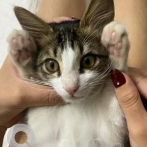 Missing: White and Grey Female Indie Cat from Poorna Pragna Layout, Banashankari 3rd Stage