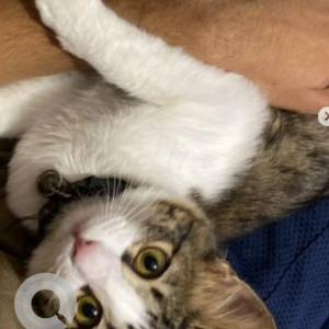 Missing: White and Grey Female Indie Cat from Poorna Pragna Layout, Banashankari 3rd Stage-3