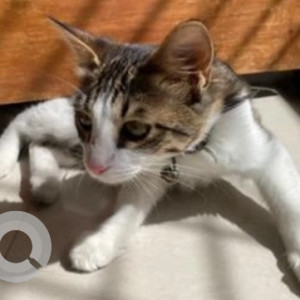 Missing: White and Grey Female Indie Cat from Poorna Pragna Layout, Banashankari 3rd Stage-2