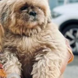 Missing: Brown Male Shih Tzu Dog from Virugambakkam-2