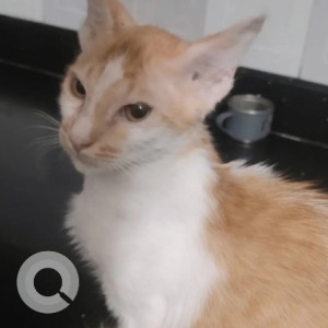 Missing: White-Brown Mix Female Indie Cat from Shankarapa garden, 8th cross near magadi road metro station